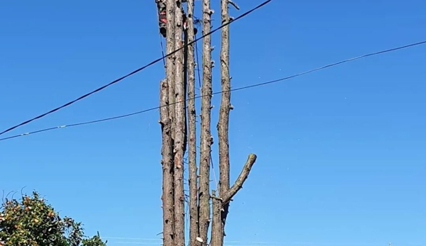 Rob's Tree Service - Tyers, VIC