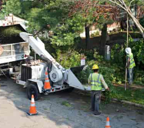 Affordable Tree Removal - Princeton, NJ