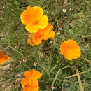 East Texas Arboretum - Arboretums