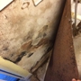 A Plus Mold Remediation Inc