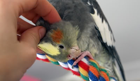 Western Suburbs Veterinary Clinic