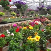 McDade's Nursery gallery