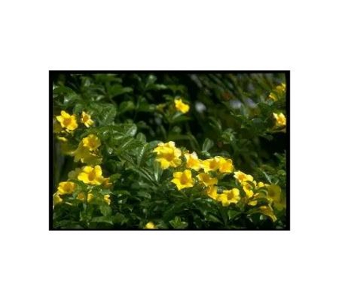 Junction Hill Nursery