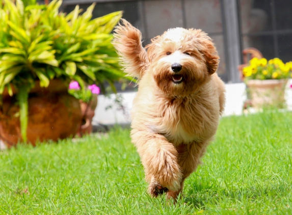 Sunrise Australian Labradoodle - Anthony, FL