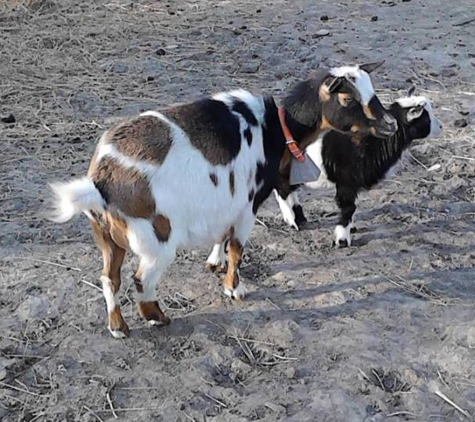 Boiles Painted Acres - Livestock Dealer - Warrensburg, MO