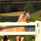 Painted Pony Equine Service