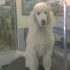 Shaggy Dog Grooming gallery