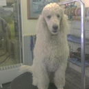 Shaggy Dog Grooming - Pet Services