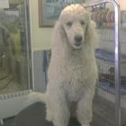 Shaggy Dog Grooming