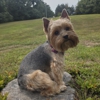 Terri's Canine Creations gallery