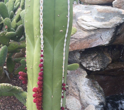 Tucson Cactus and Koi - Oro Valley, AZ