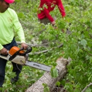 Redfern Tree & Stump Service - Tree Service