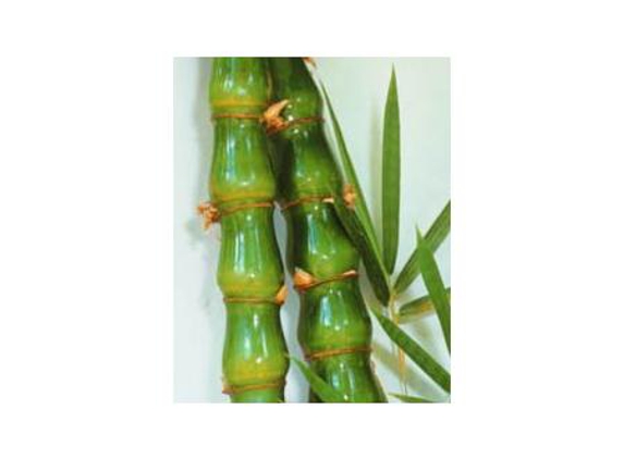 Bamboos Wholesale - Boreen Point, QLD