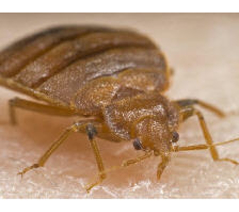 Bugs OR US Termite & Pest Control - Tampa, FL