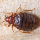 Econo-Way Exterminating Co. - Termite Control