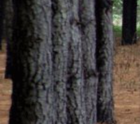 Mechanised Logging Pty Ltd - South Launceston, TAS
