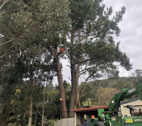 BDS Tree Care