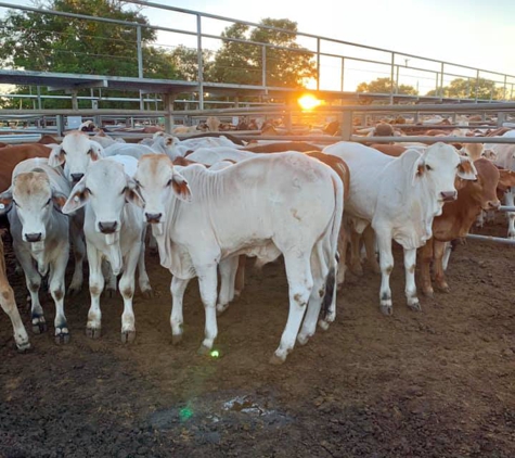 Ray White Rural Townsville - Townsville, QLD