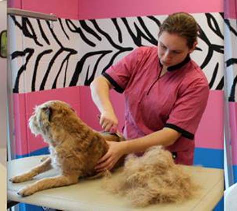 Designer Paws Salon - Westerville, OH