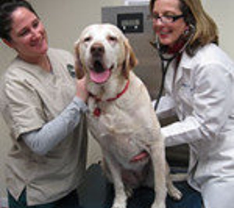 Doylestown Veterinary Hospital & Holistic Pet Care - Doylestown, PA