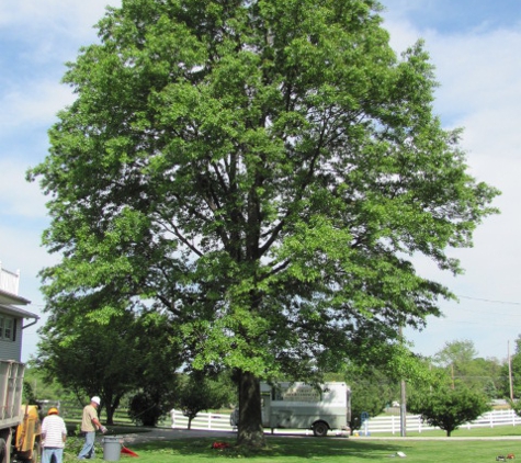 Buck Moran's Tree & Landscape - Akron, OH