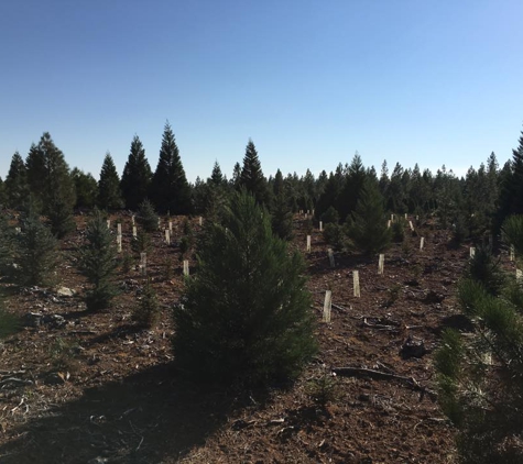 Brent's Christmas Trees - Oakland, CA