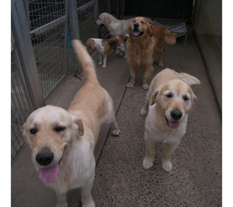 Head to Tail Pet Complex - Dapto, NSW