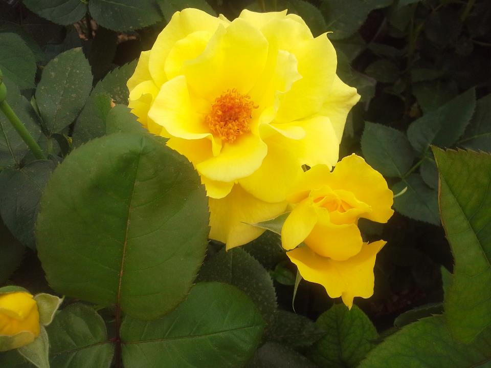 Coulter Gardens & Nursery Amarillo, TX 79109