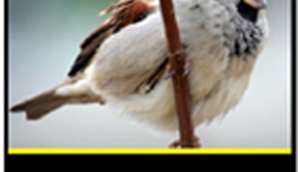 Assassin Pest Control. Bird Lice Management