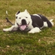 King Leo bully Kennel