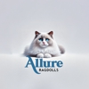 Allure Ragdolls gallery