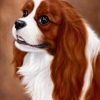 Classic Pet Portraits gallery