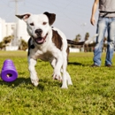 Rapid Results Dog Training - Dog Training