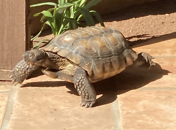 Terry R Hicks DVM - Palm Desert, CA. Darrell, 25 y/o male desert tortoise. Going to Dr Hicks for his first post hibernation in my care.