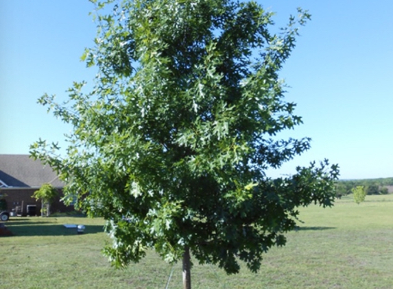 Tree Green Tree Service - Austin, TX