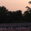 Spring Hill Cemetery gallery