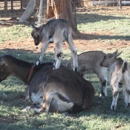 Mountain High Ranch "Goat Cheese" - Farms