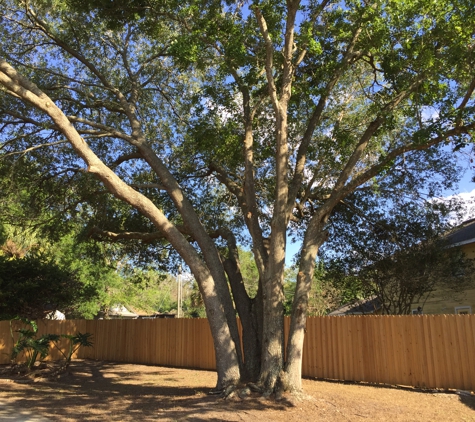 Coronado Lawn & Landscape - Winter Haven, FL. After tree trimming