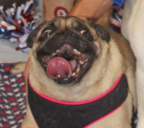 Lizzi & Rocco's Natural Pet Market - Columbia, MO