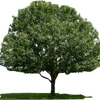 Rivera Tree Services gallery