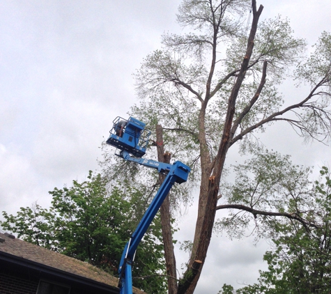 Abe's Tree Service - Colorado Springs, CO. Big elm removal