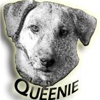 The Queenie Foundation Inc gallery