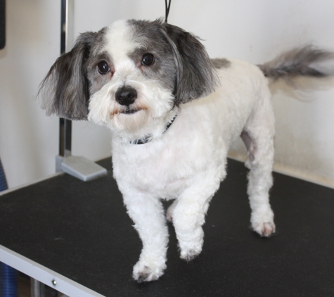 Toni's Grooming - Victorville, CA
