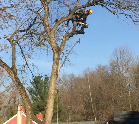All Seasons Tree Care Inc - Bethlehem, PA. Trimming branches off the live tree.