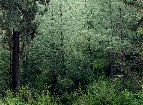 Sturbridge Tree and Landcare - Sturbridge, MA