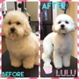 All Fur Pet Grooming