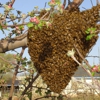 Idaho Free Honey Bee Resuce-SWARMS gallery