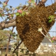 Idaho Free Honey Bee Resuce-SWARMS