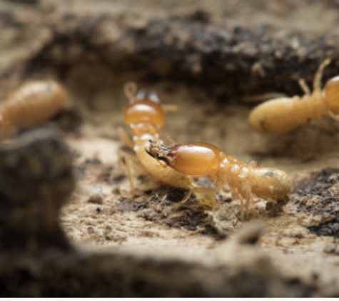 Arab Termite & Pest Control - New Castle, IN