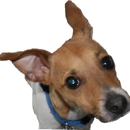 Go  Dog Rockford - Pet Specialty Services